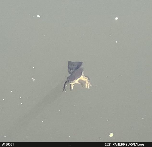 Red-spotted Newt
