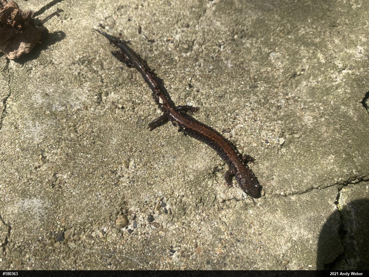 Eastern Red-backed  Salamander