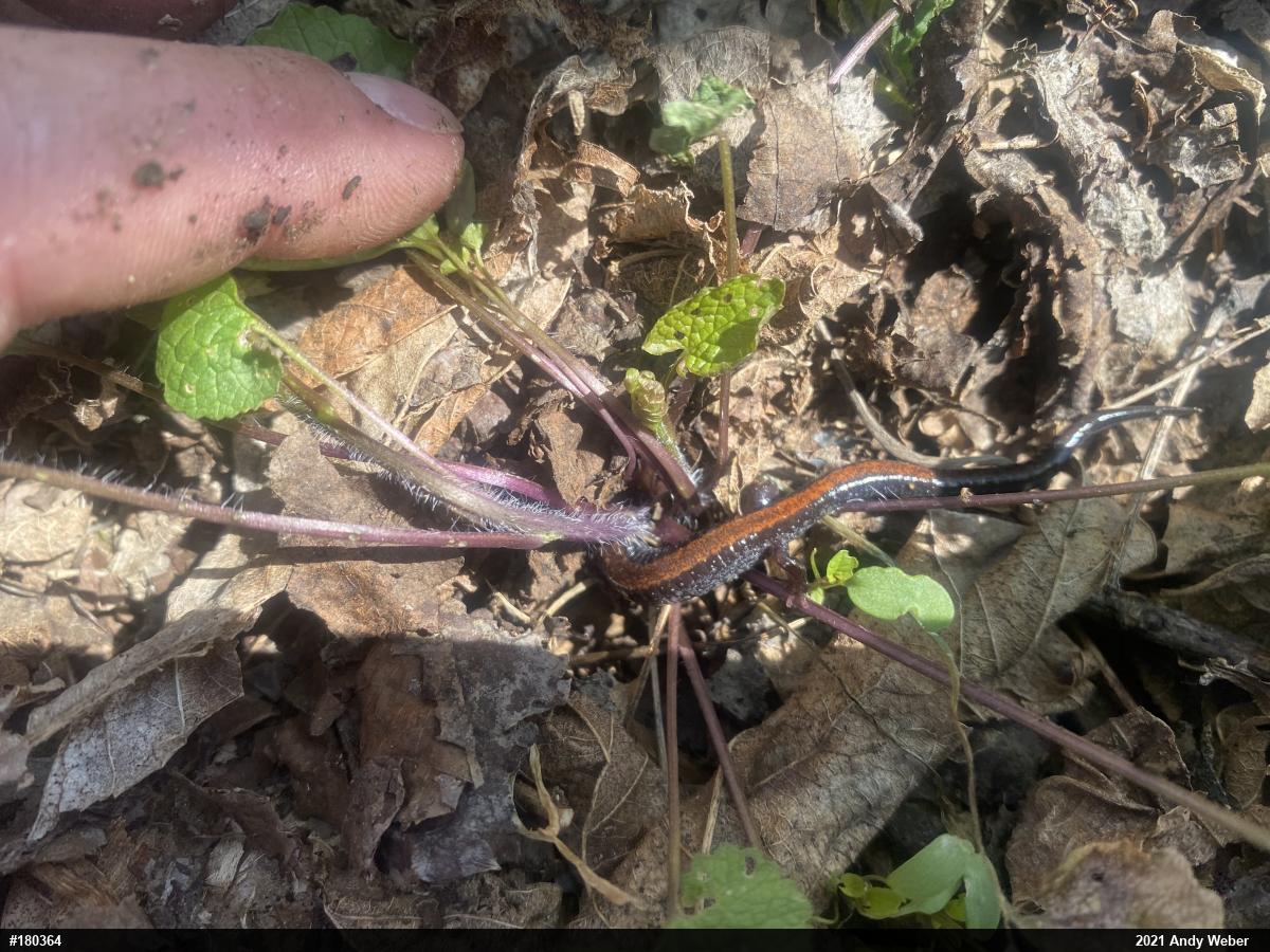 Eastern Red-backed  Salamander