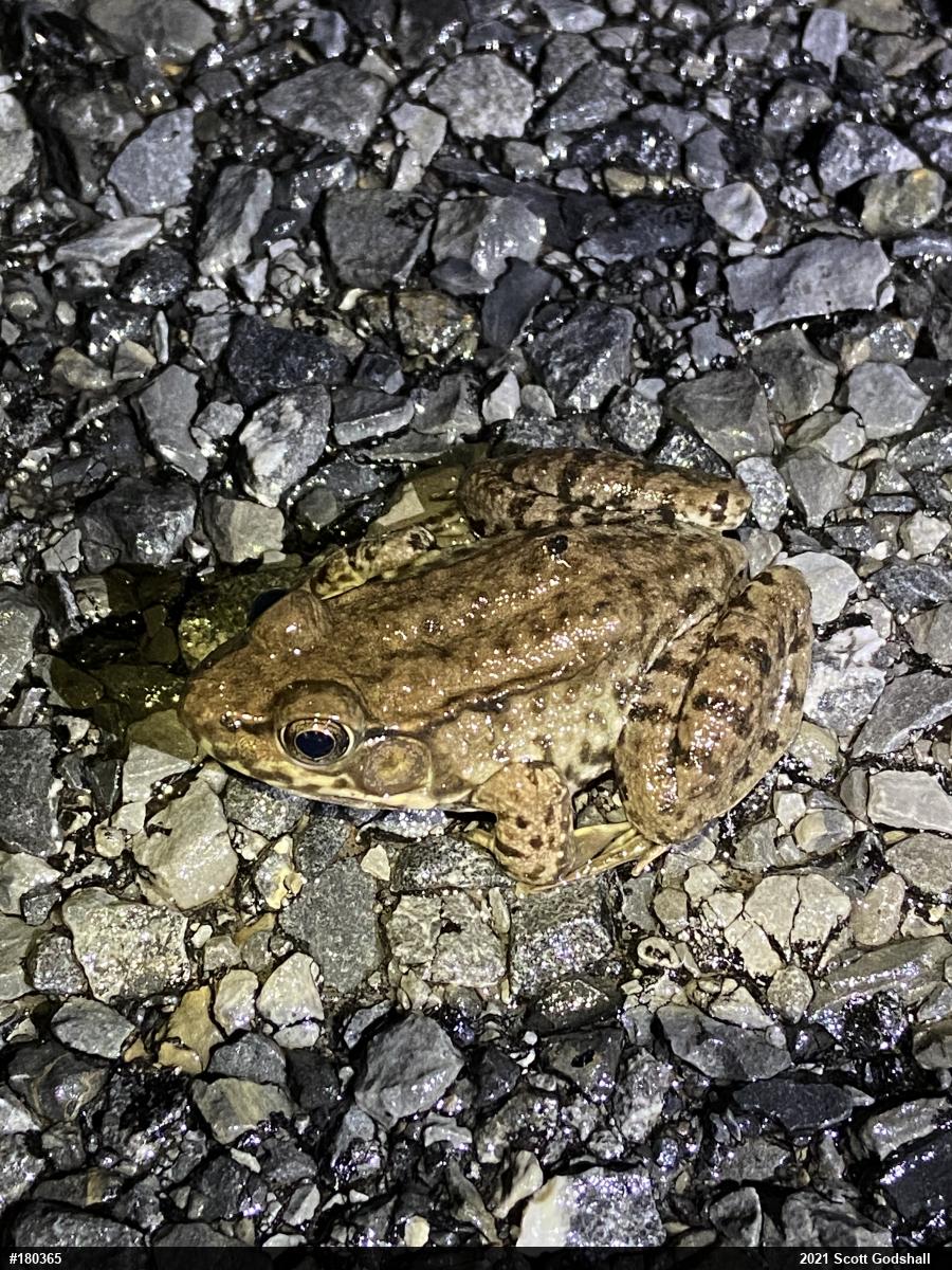 Green Frog