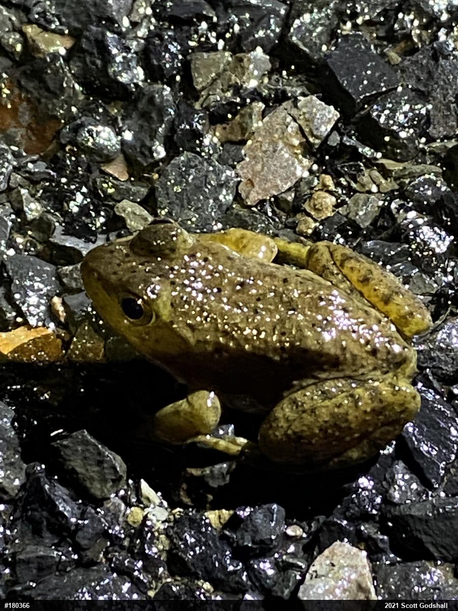 American Bullfrog