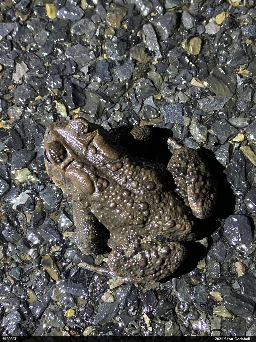 Eastern American Toad