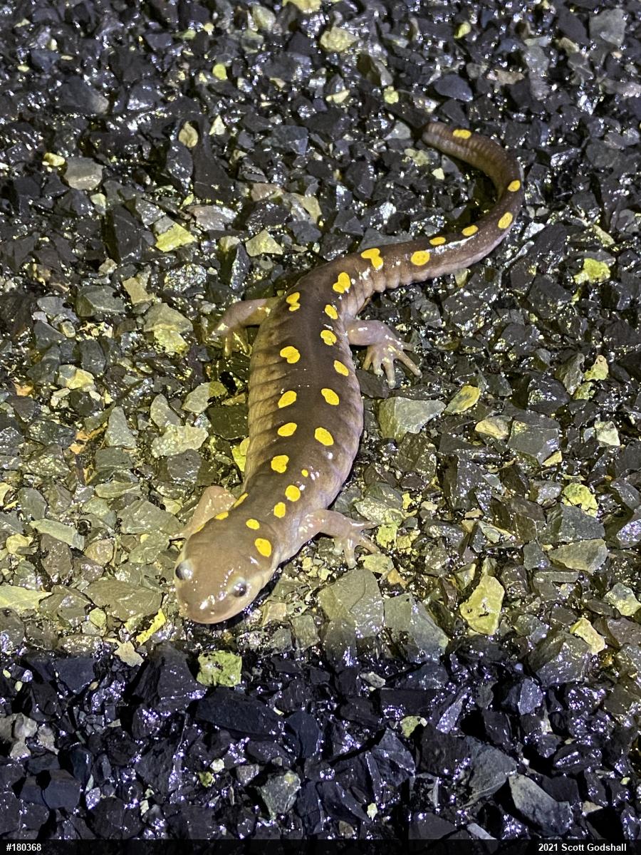 Spotted Salamander