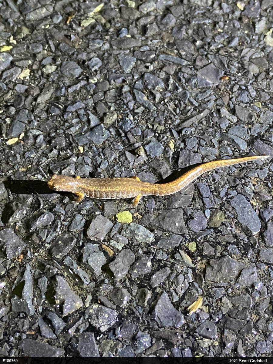 Four-toed Salamander