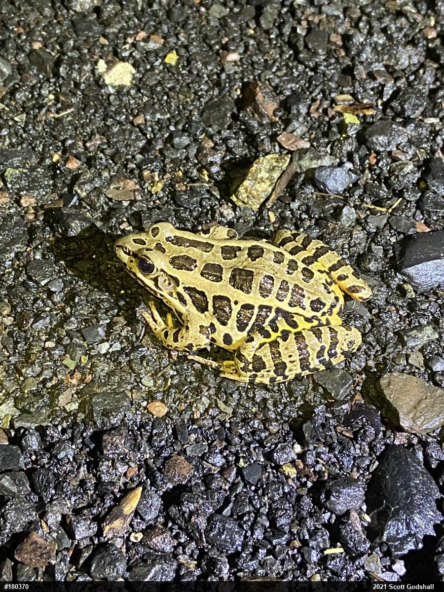 Pickerel Frog