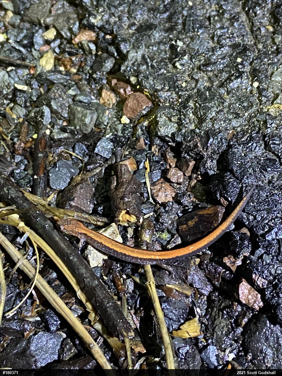 Eastern Red-backed  Salamander
