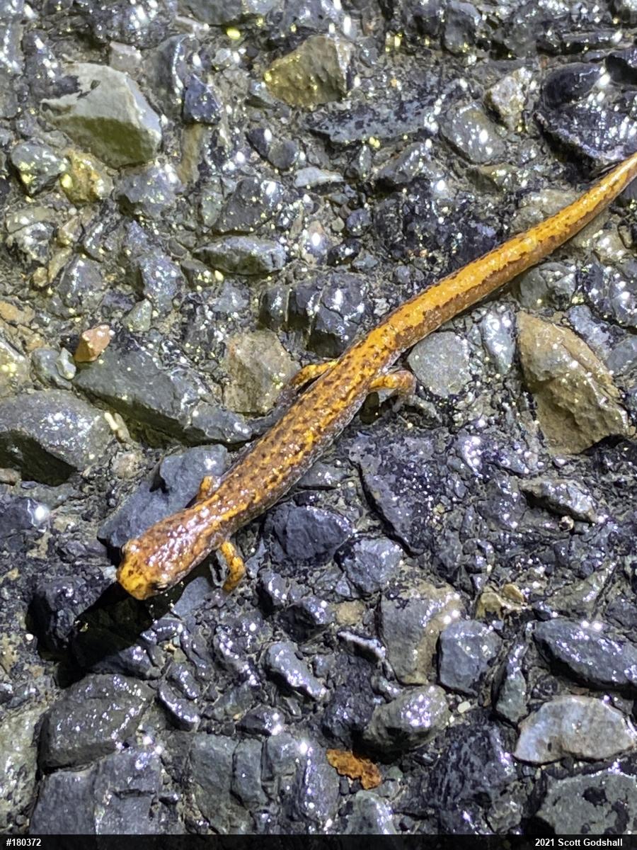 Four-toed Salamander