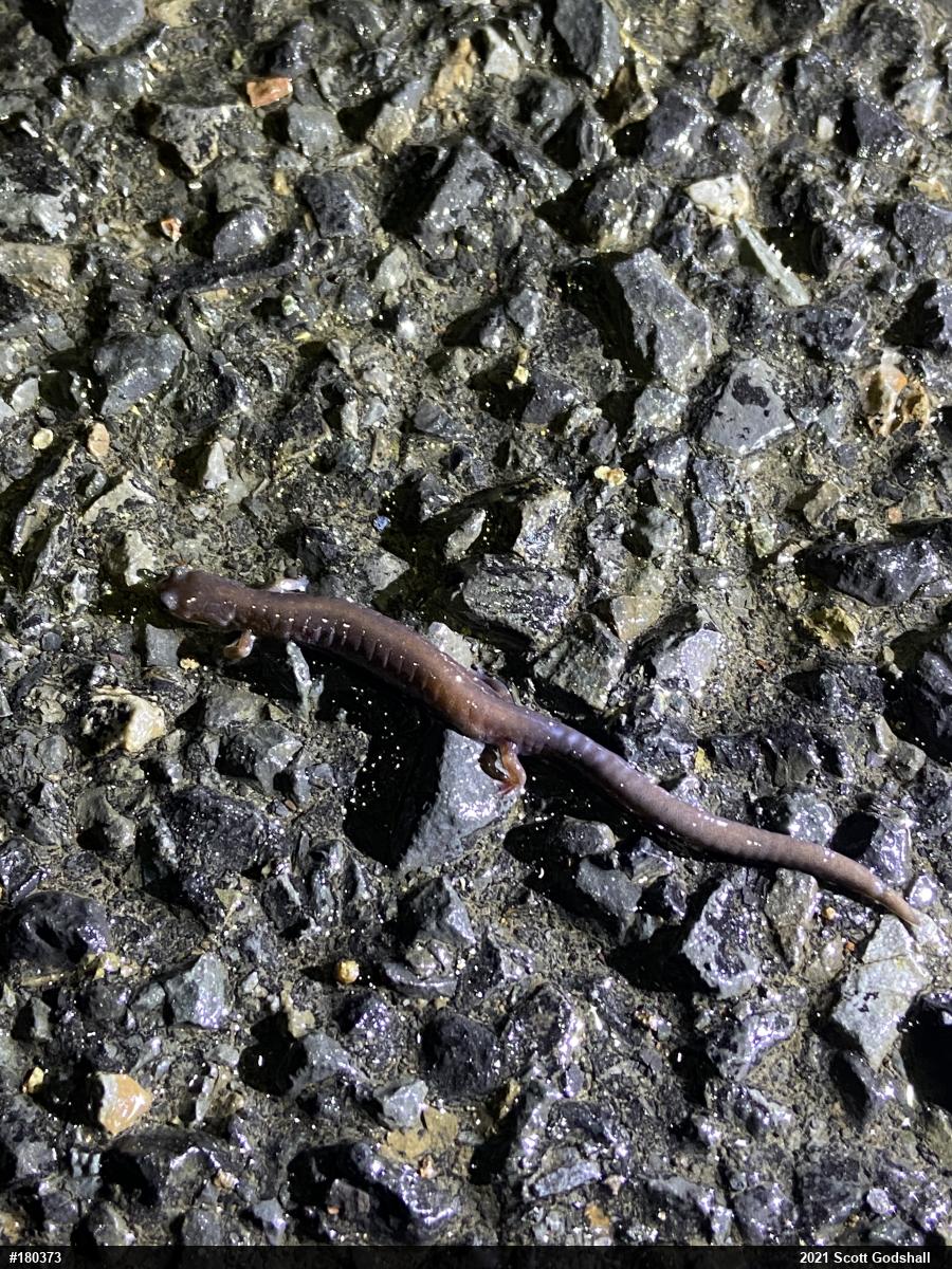 Eastern Red-backed  Salamander