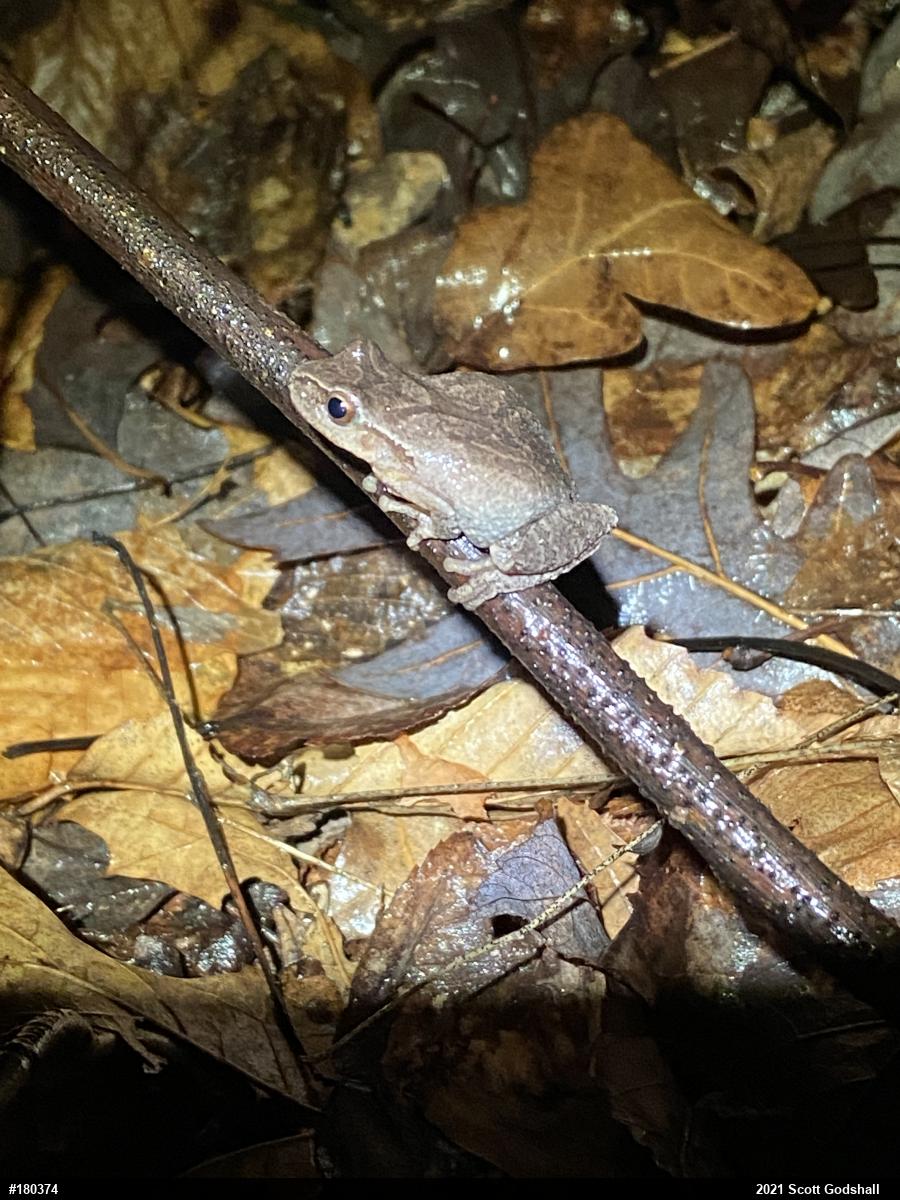 Spring Peeper