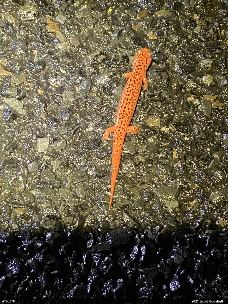 Northern Red Salamander