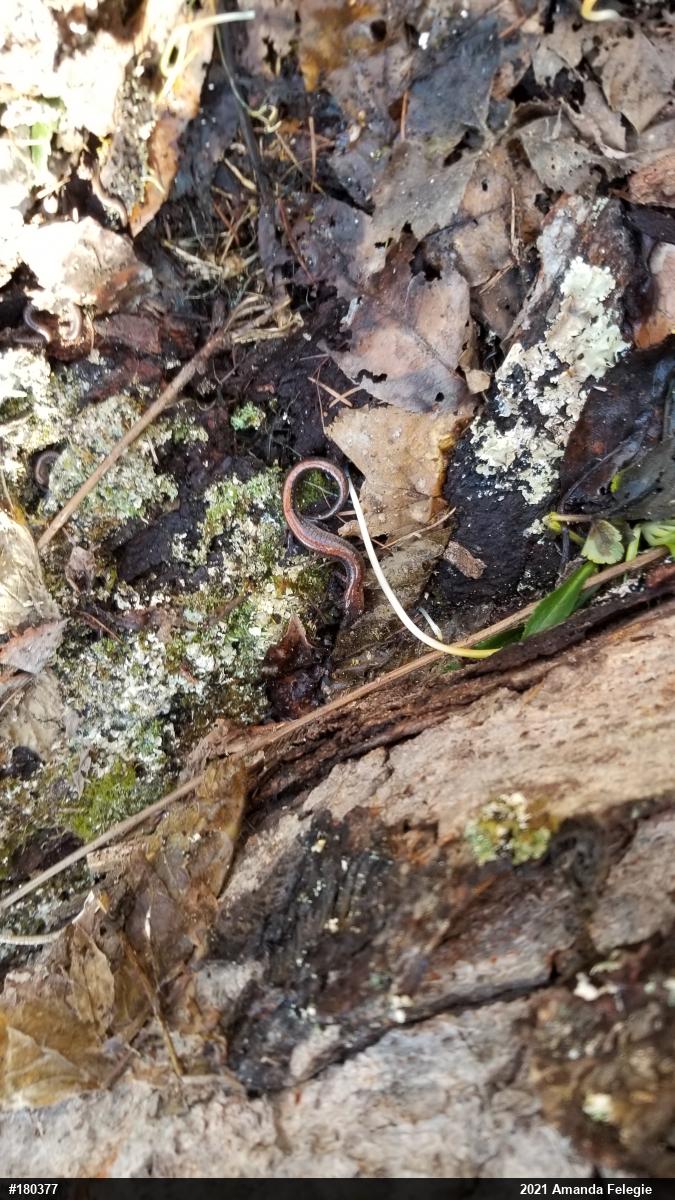 Eastern Red-backed  Salamander
