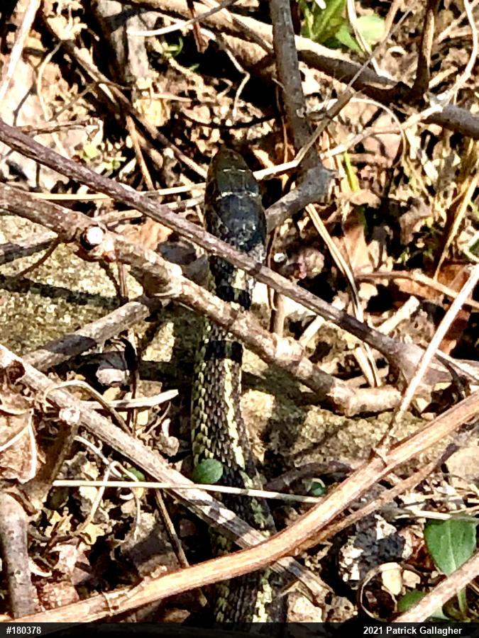 Eastern Gartersnake