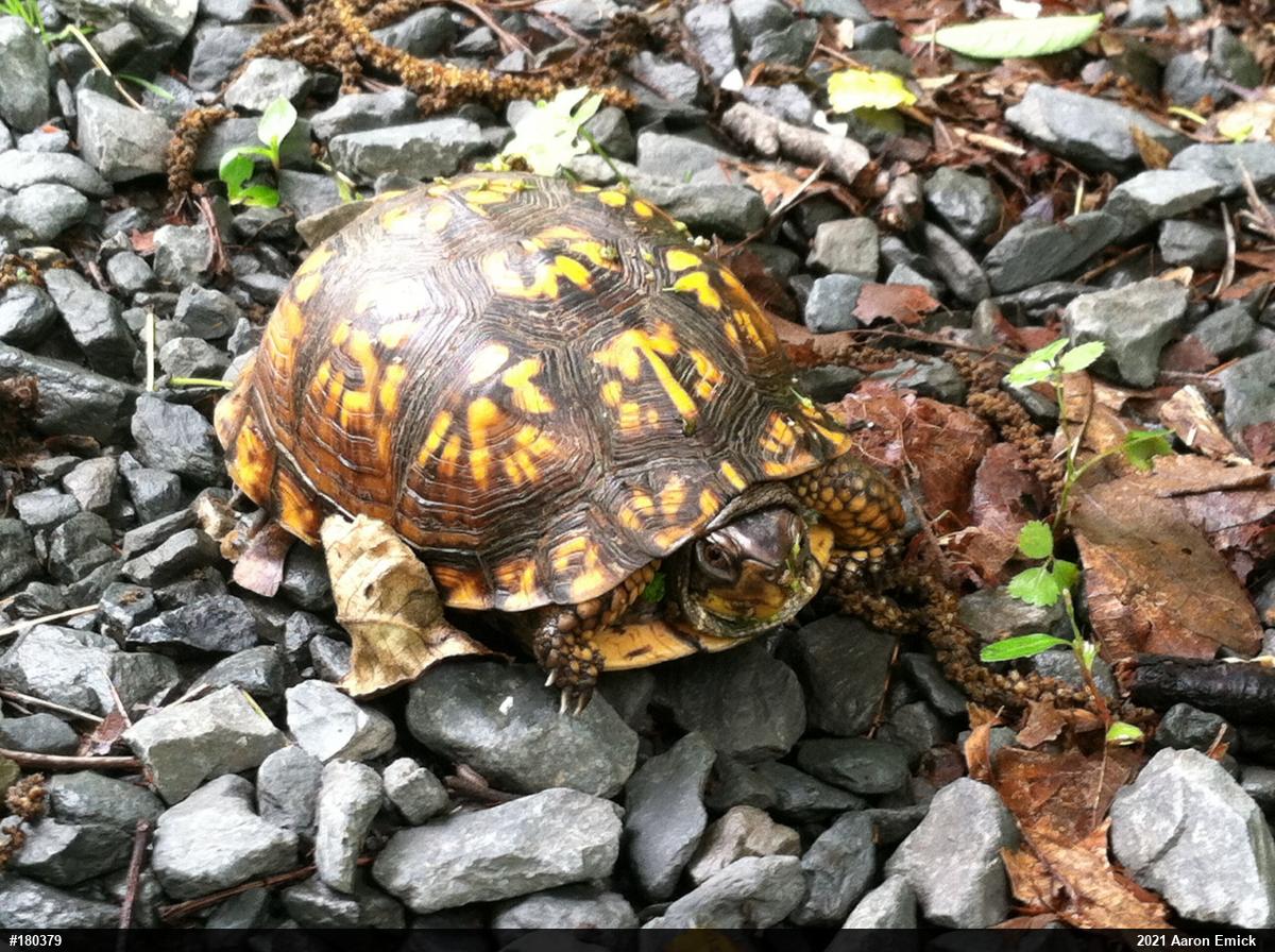 Eastern Box Turtle