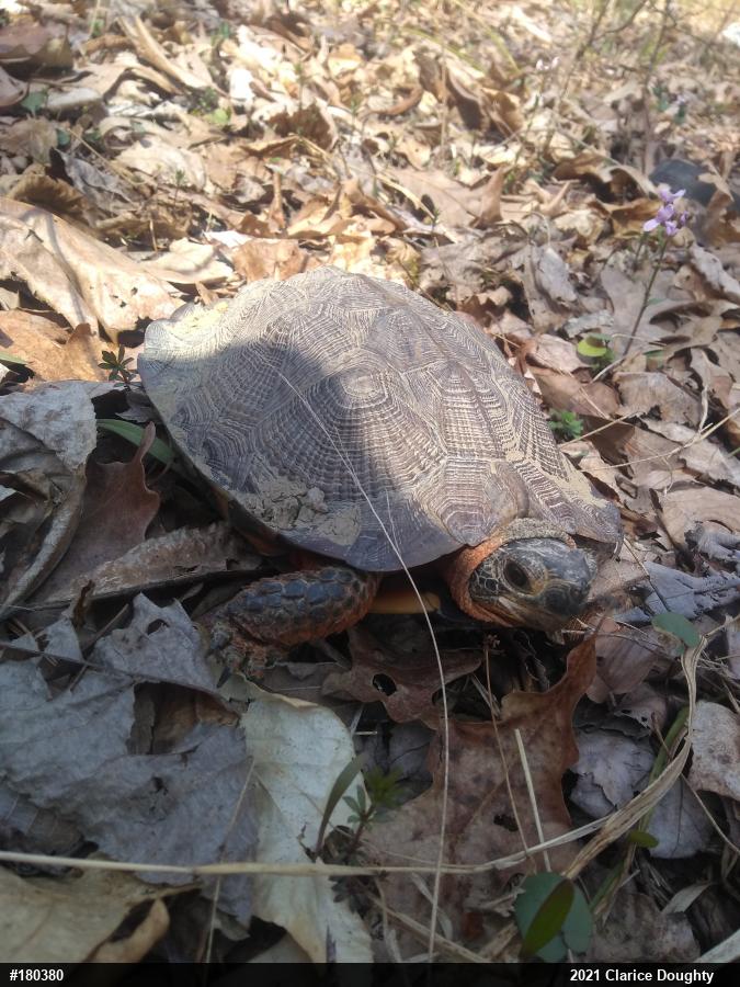 Wood Turtle