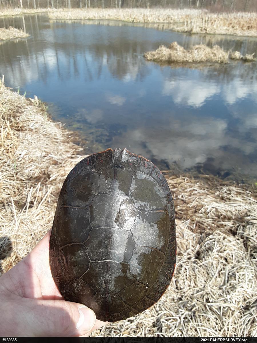 Midland Painted Turtle
