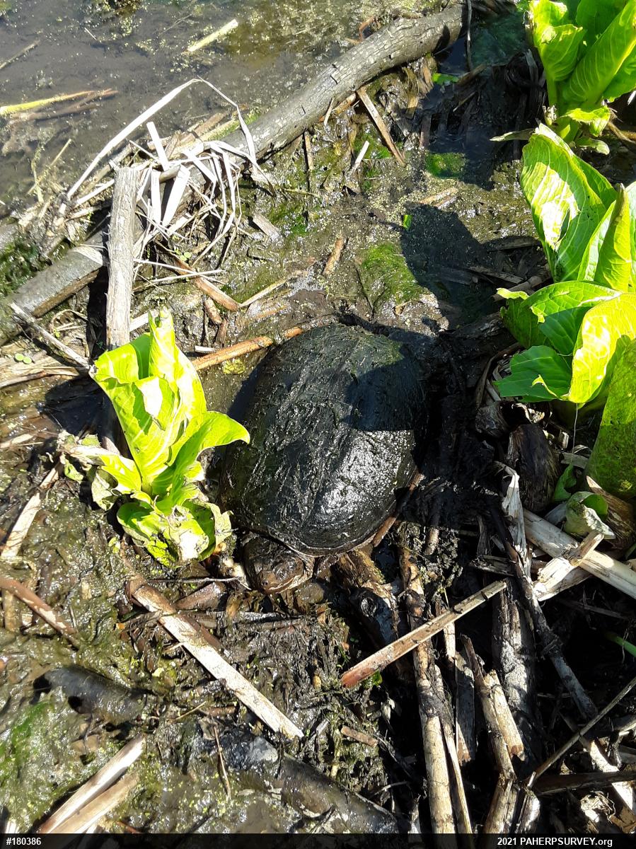 Snapping Turtle