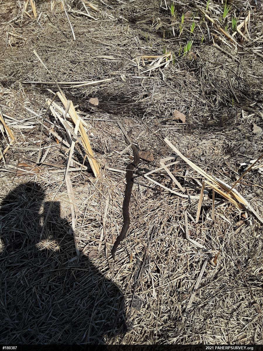 Northern Watersnake
