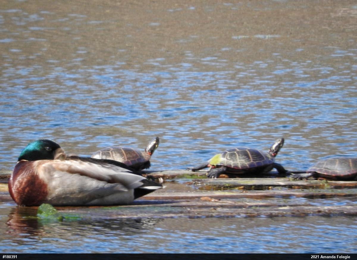 Painted Turtle
