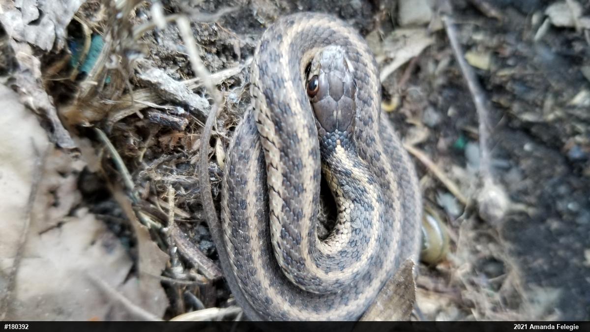 Eastern Gartersnake