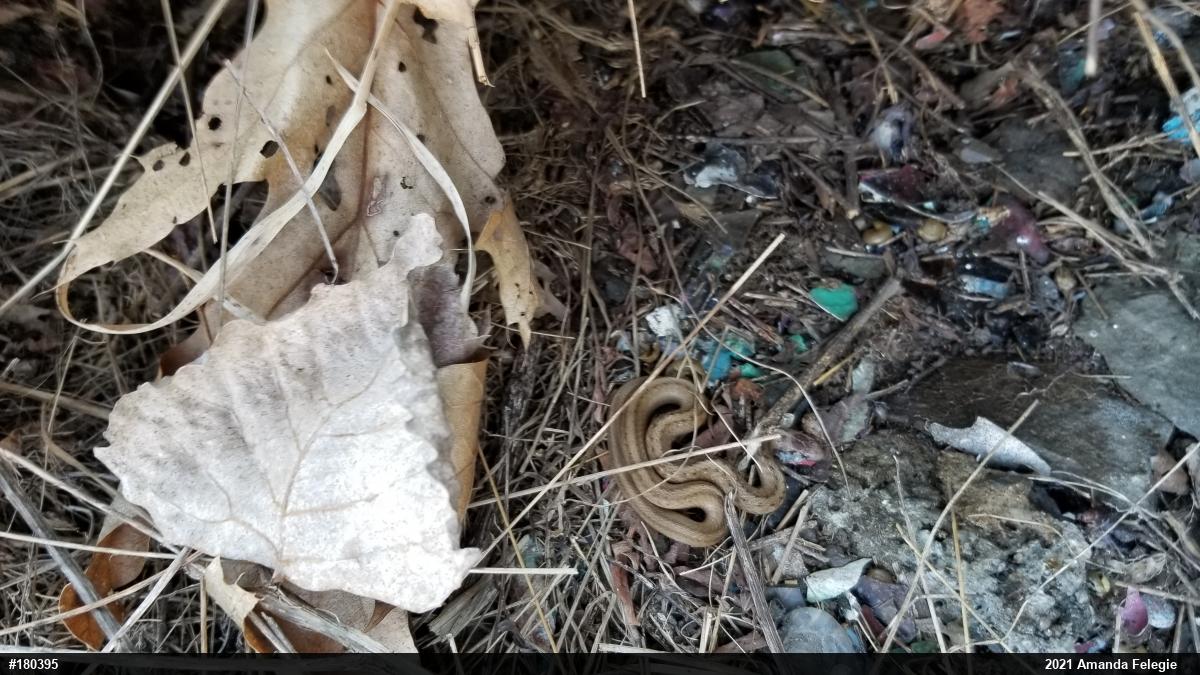 Dekay's Brownsnake