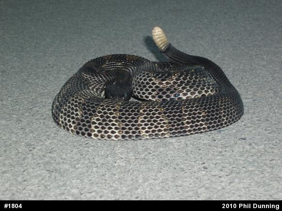 Timber Rattlesnake