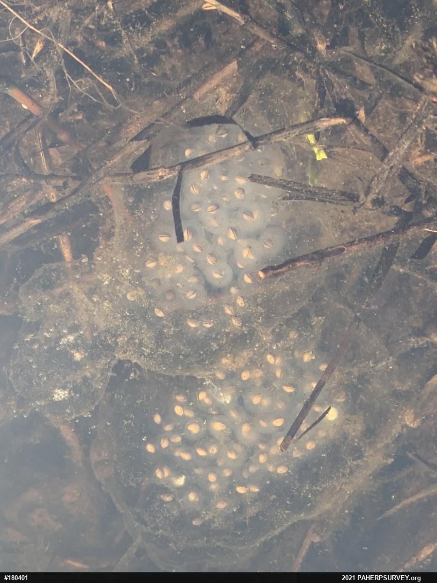 Spotted Salamander