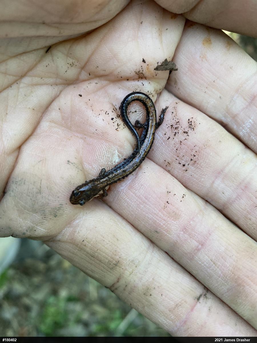 Eastern Red-backed  Salamander