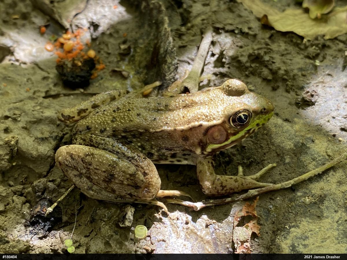 Green Frog