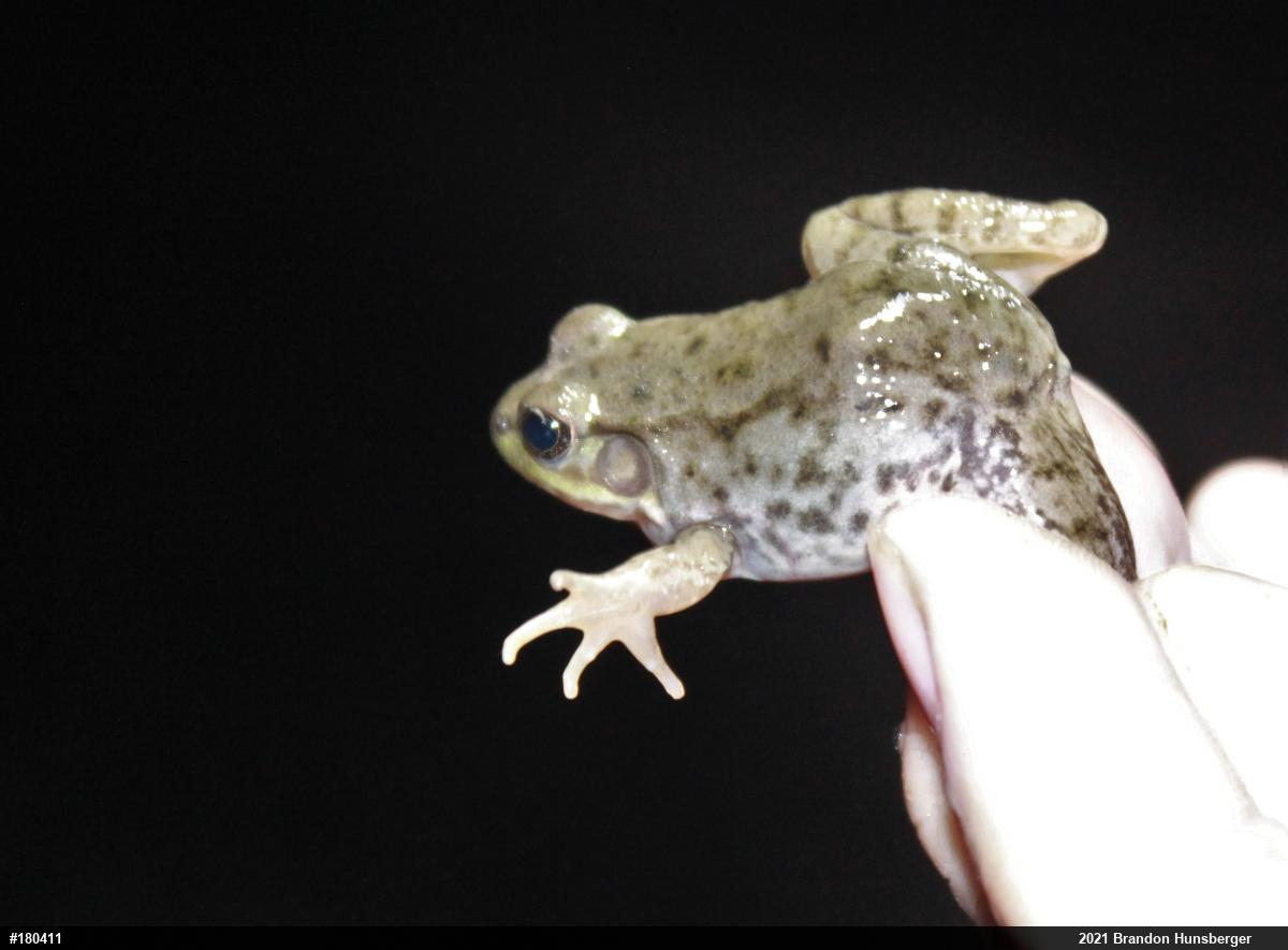Green Frog