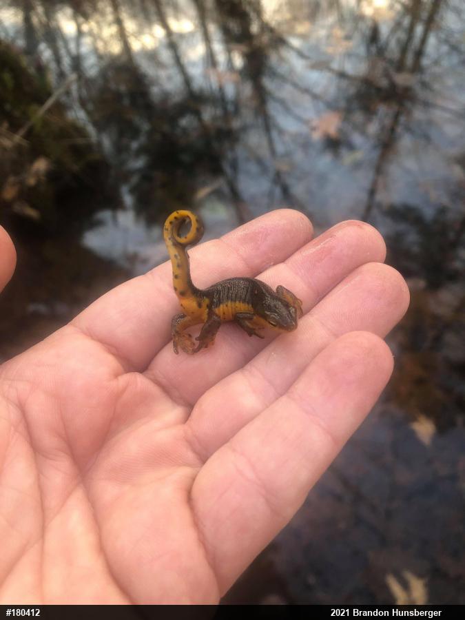 Red-spotted Newt