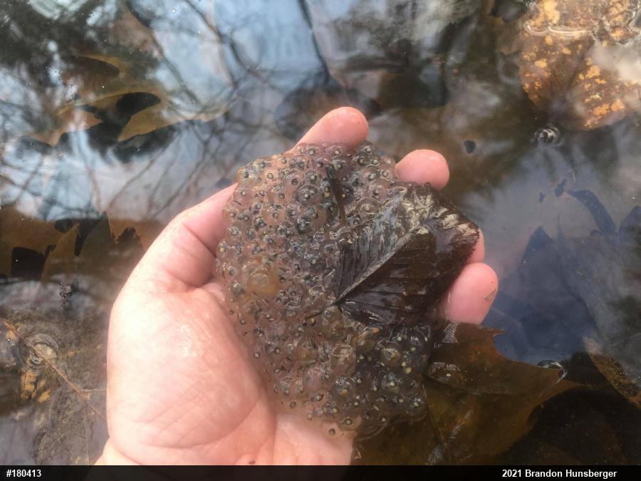 Wood Frog