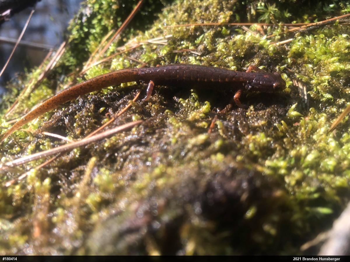 Four-toed Salamander