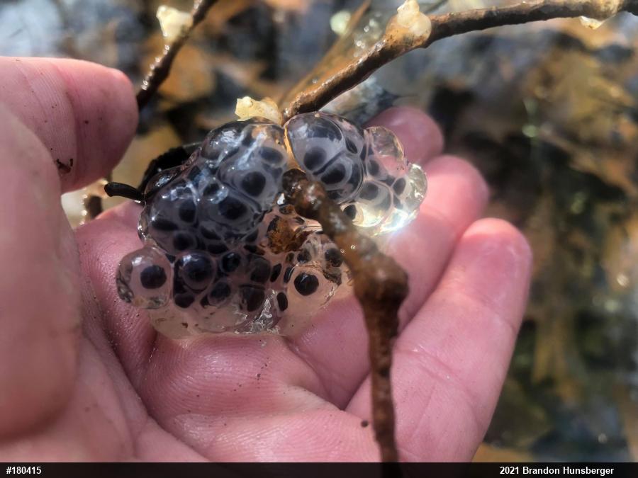 Spotted Salamander
