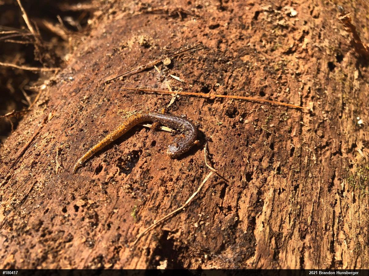 Four-toed Salamander