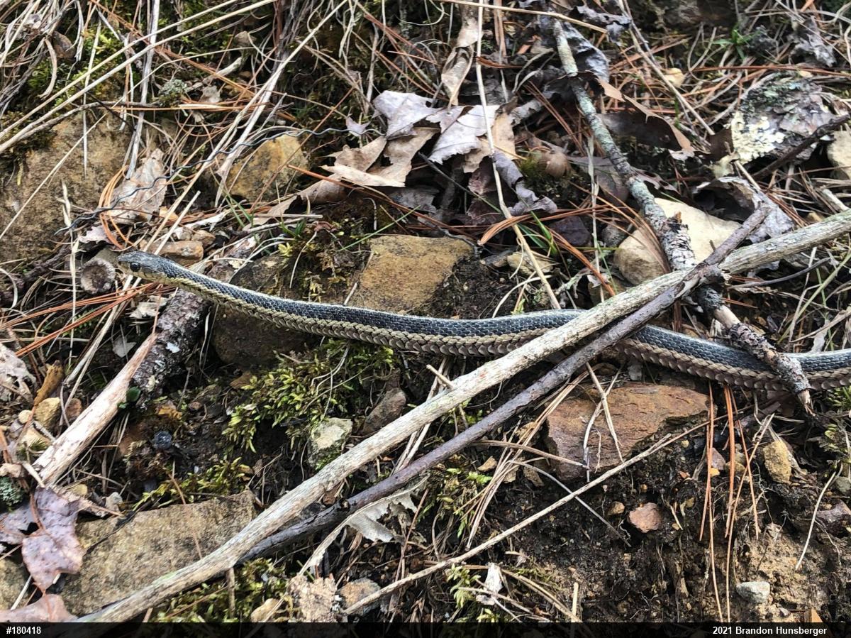 Eastern Gartersnake