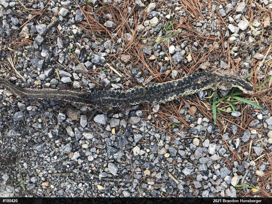 Eastern Gartersnake
