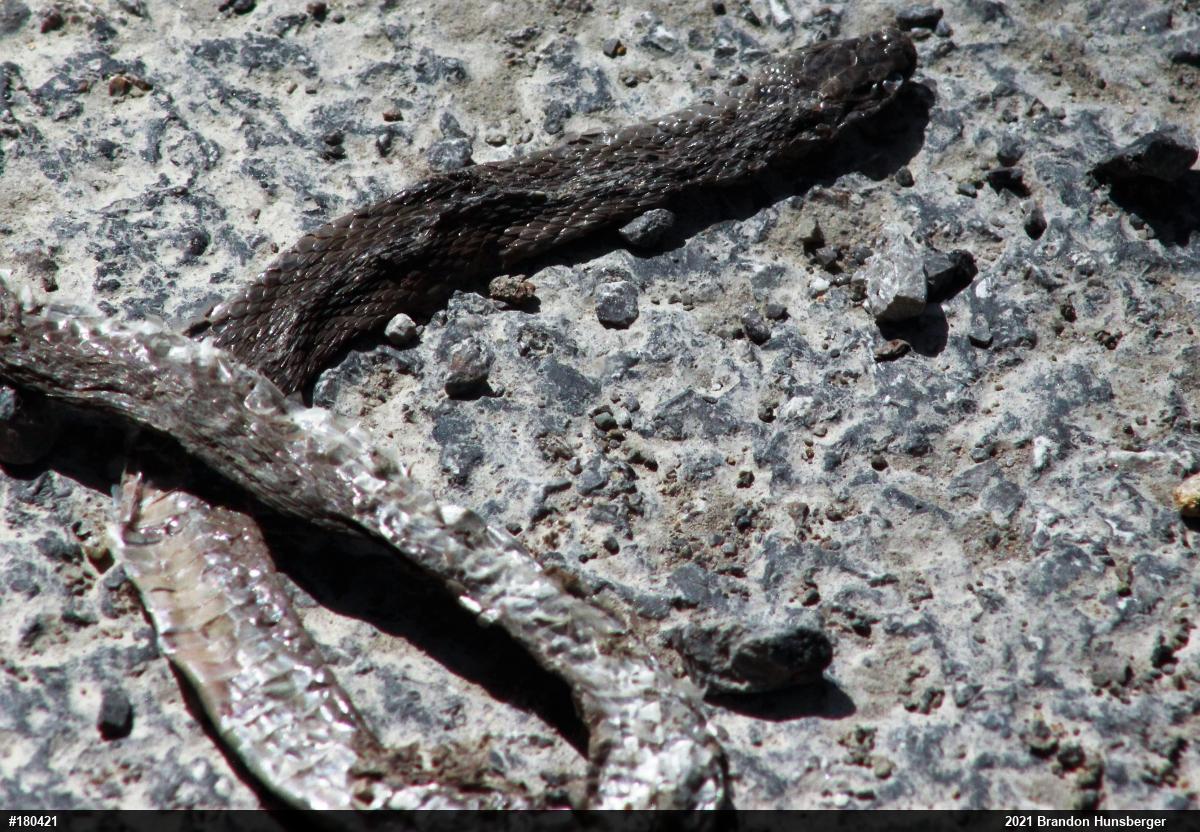 Dekay's Brownsnake
