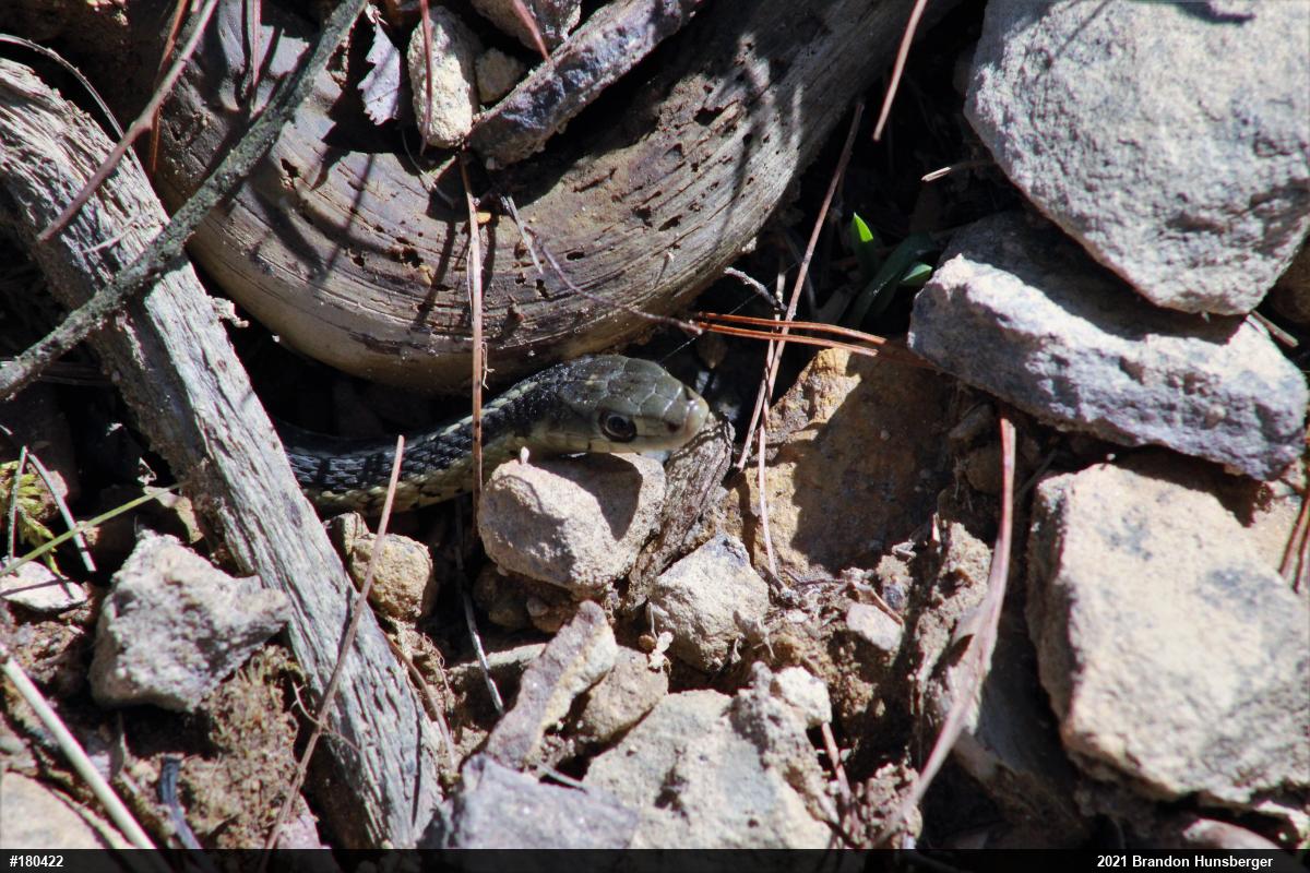 Eastern Gartersnake