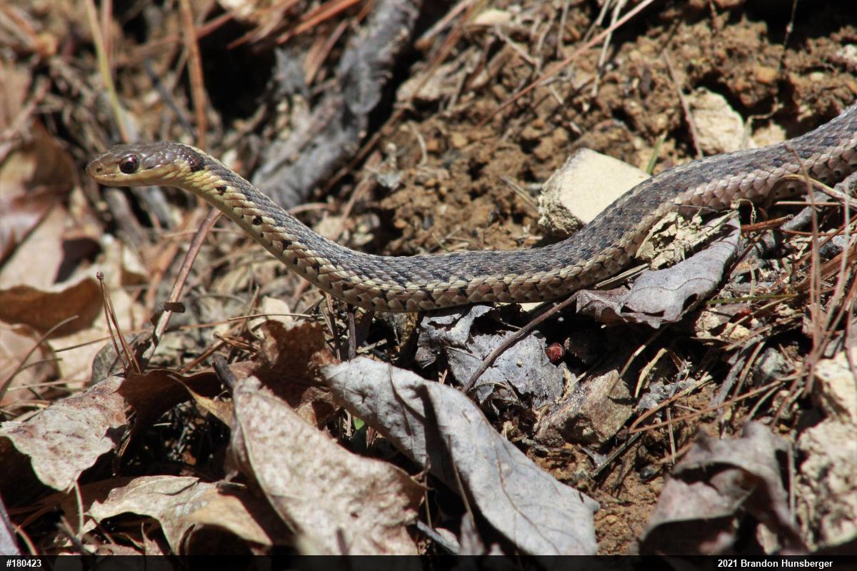 Eastern Gartersnake