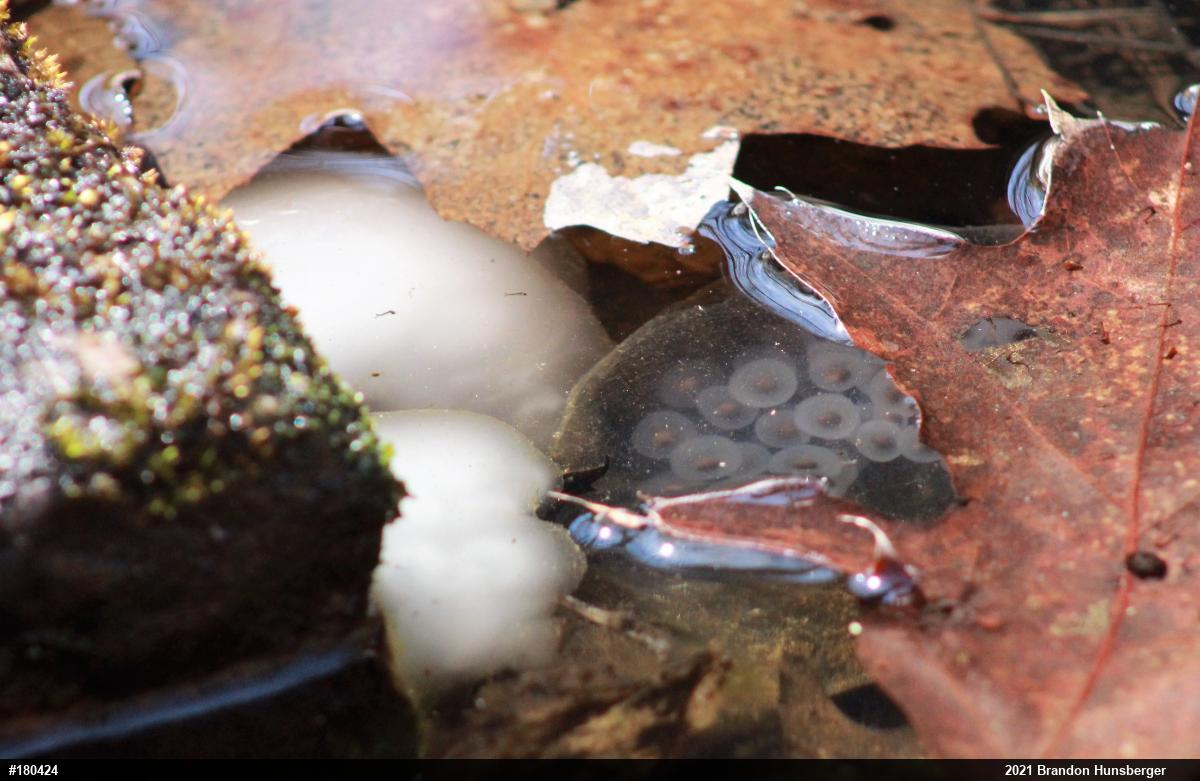 Spotted Salamander