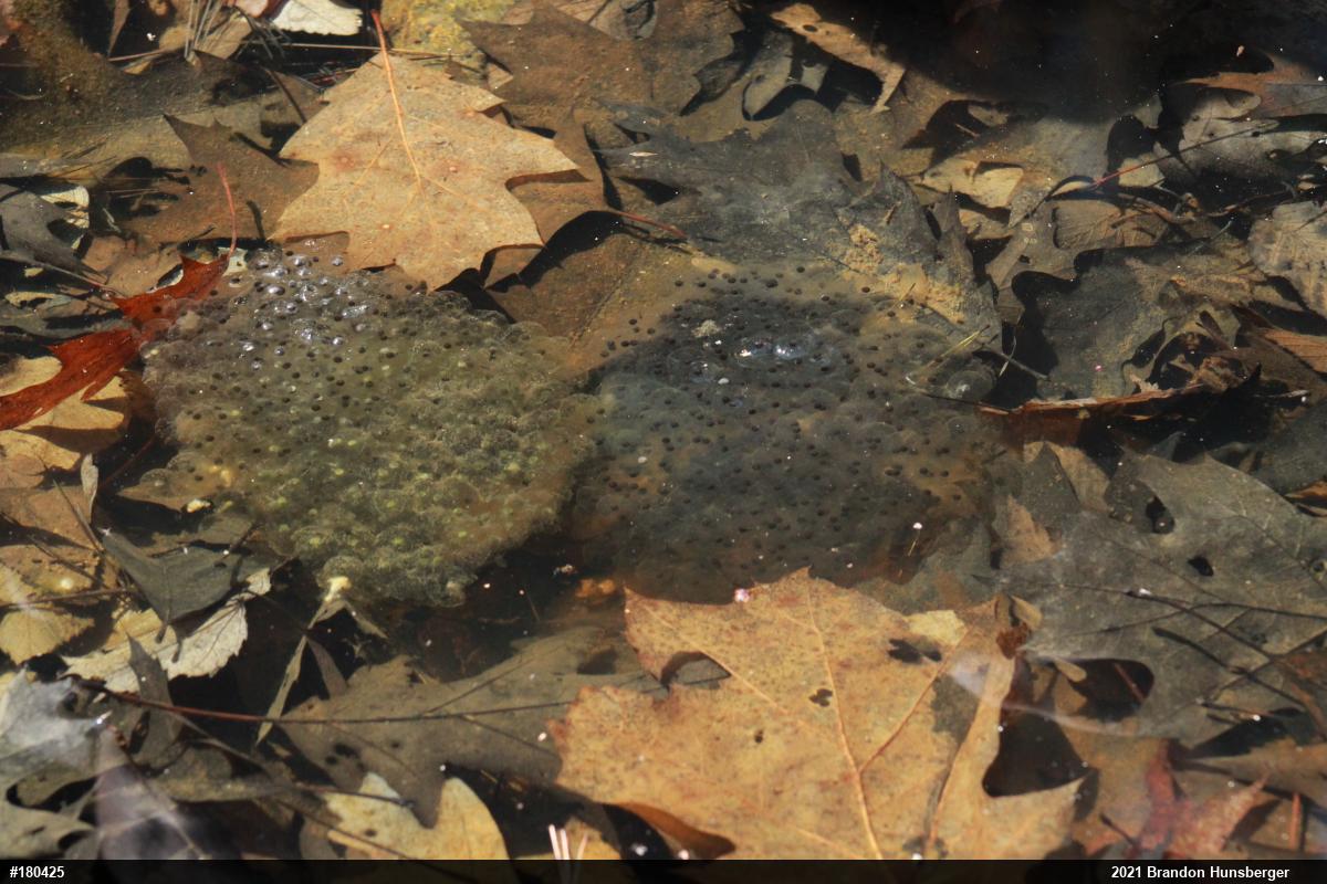 Wood Frog