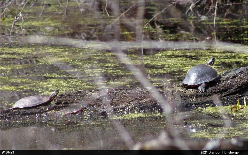 Midland Painted Turtle