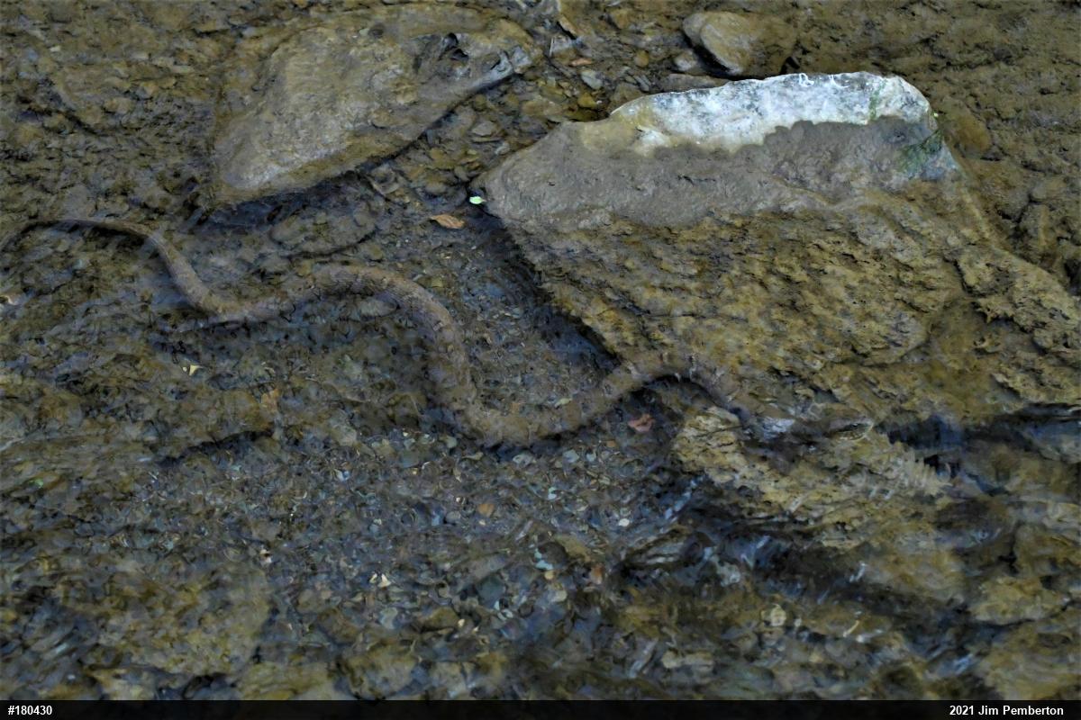 Northern Watersnake