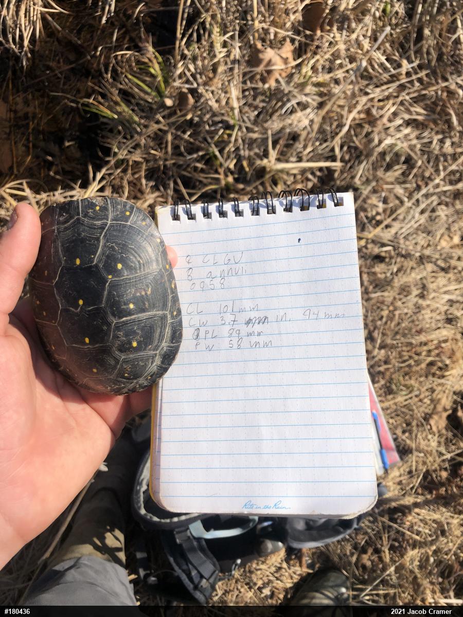 Spotted Turtle
