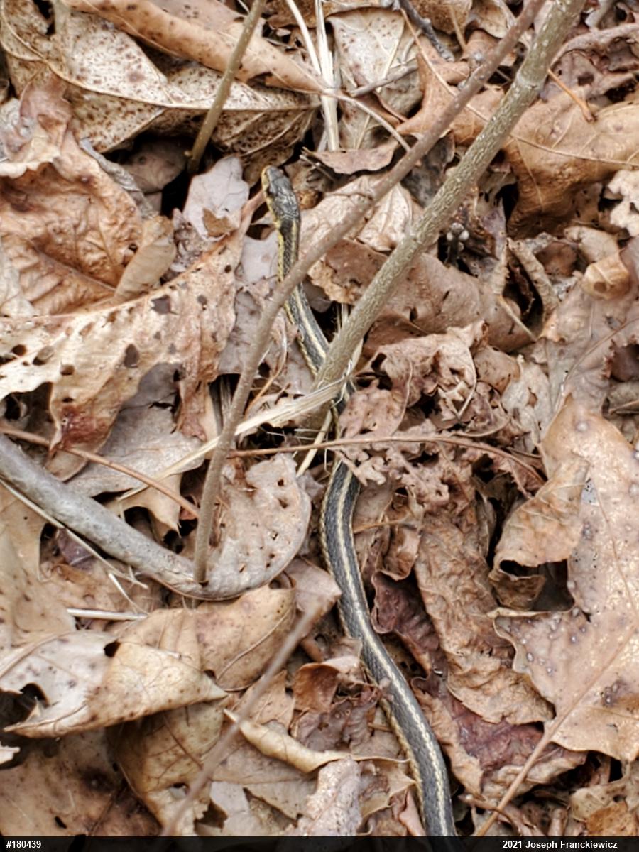 Eastern Gartersnake
