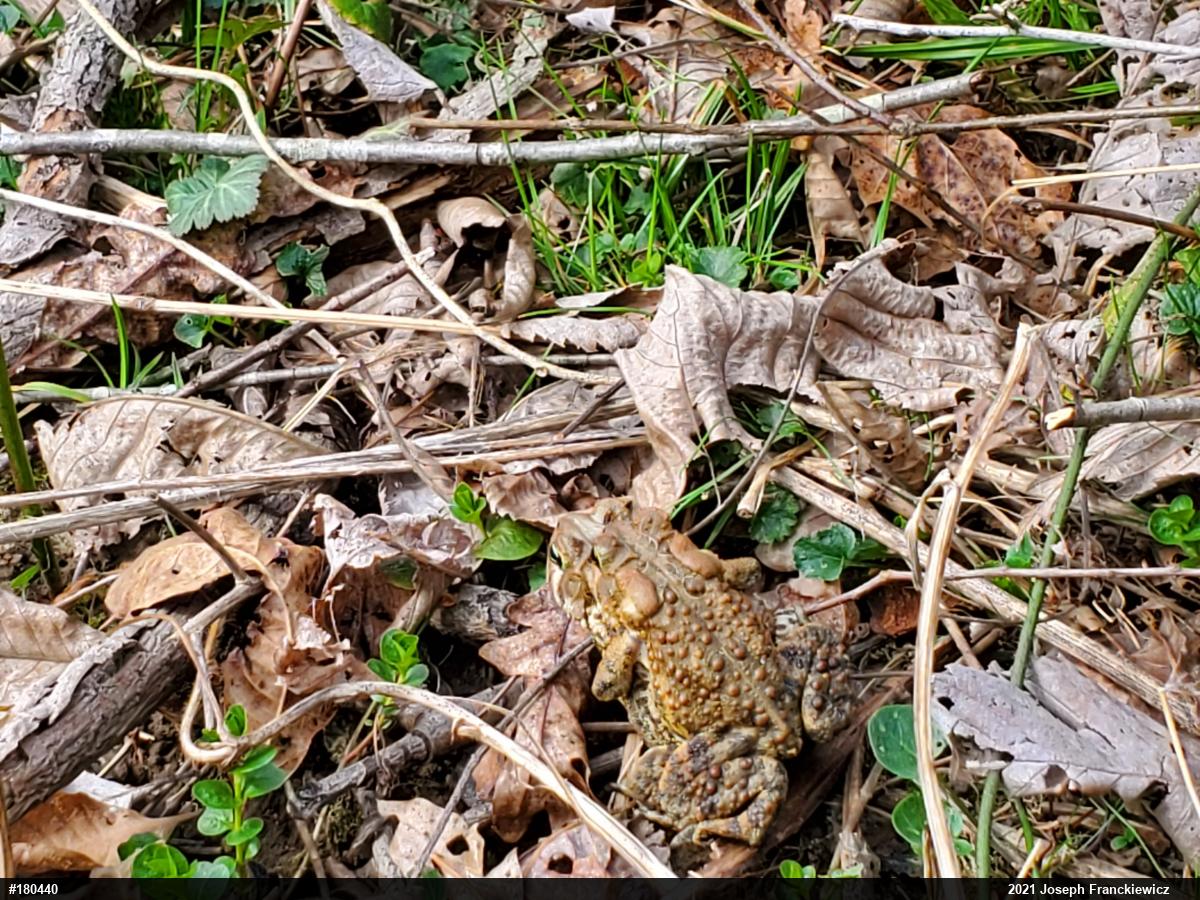 Eastern American Toad
