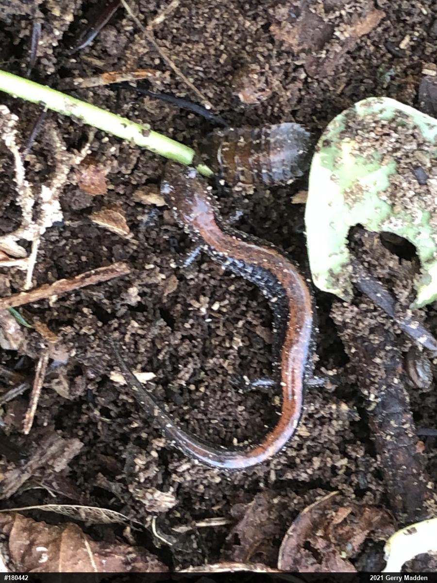 Eastern Red-backed  Salamander