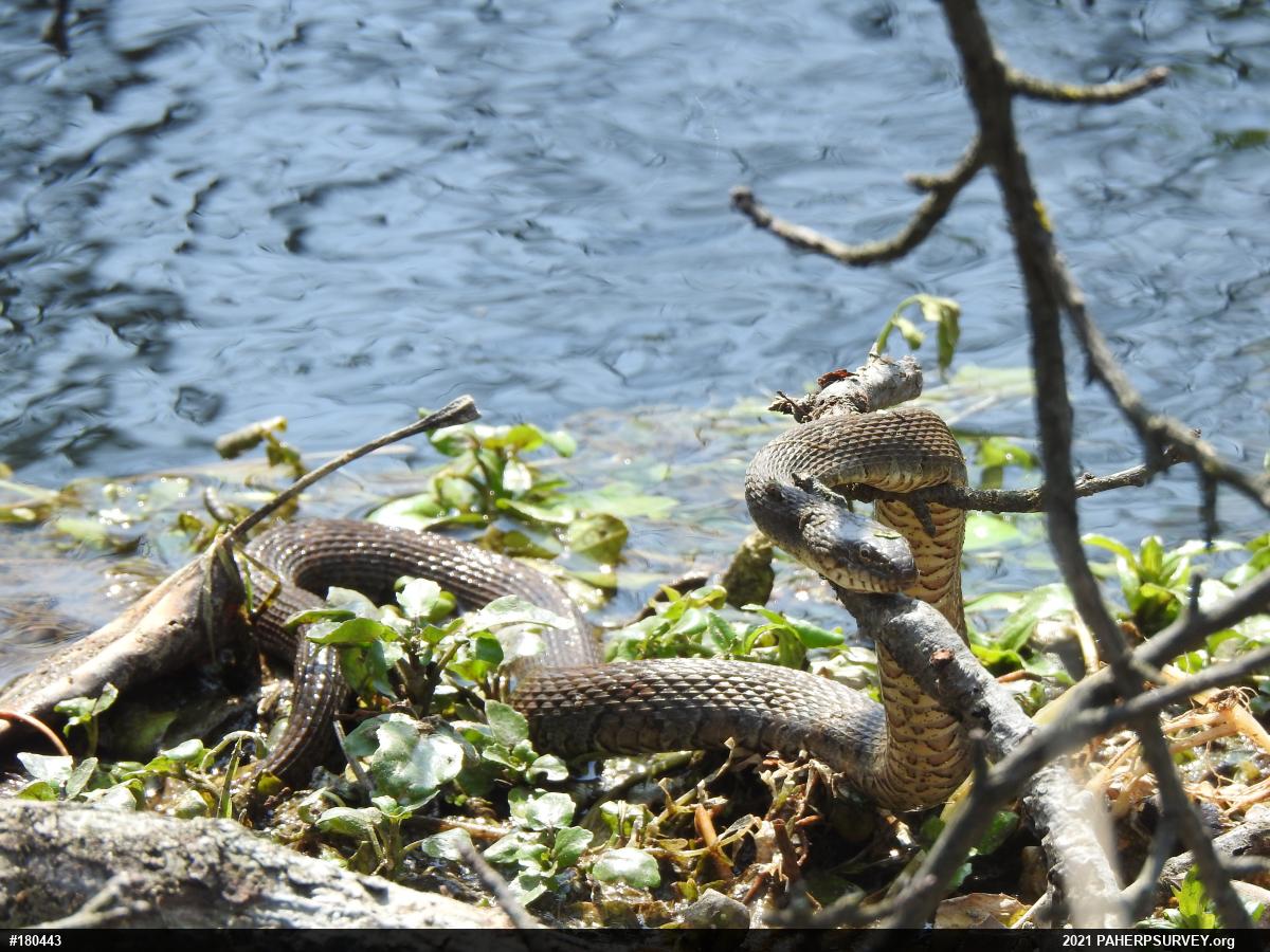 Northern Watersnake