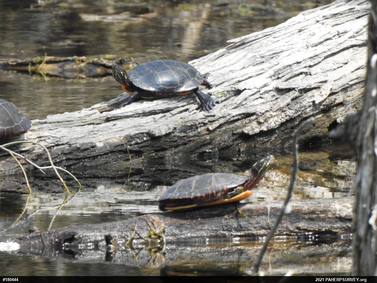 Eastern Painted Turtle