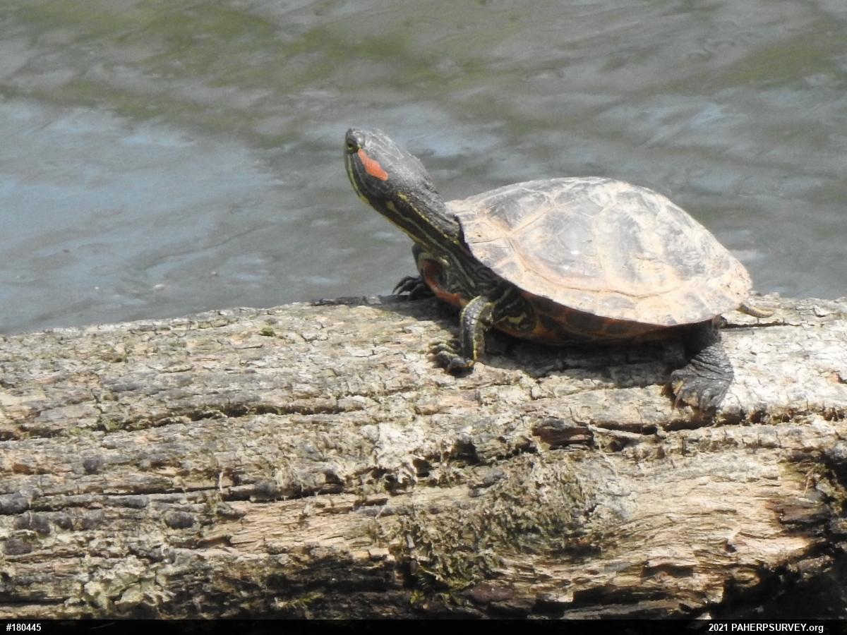 Red-eared Slider